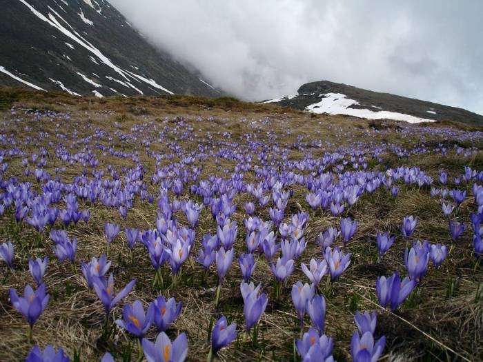 Сини камъни