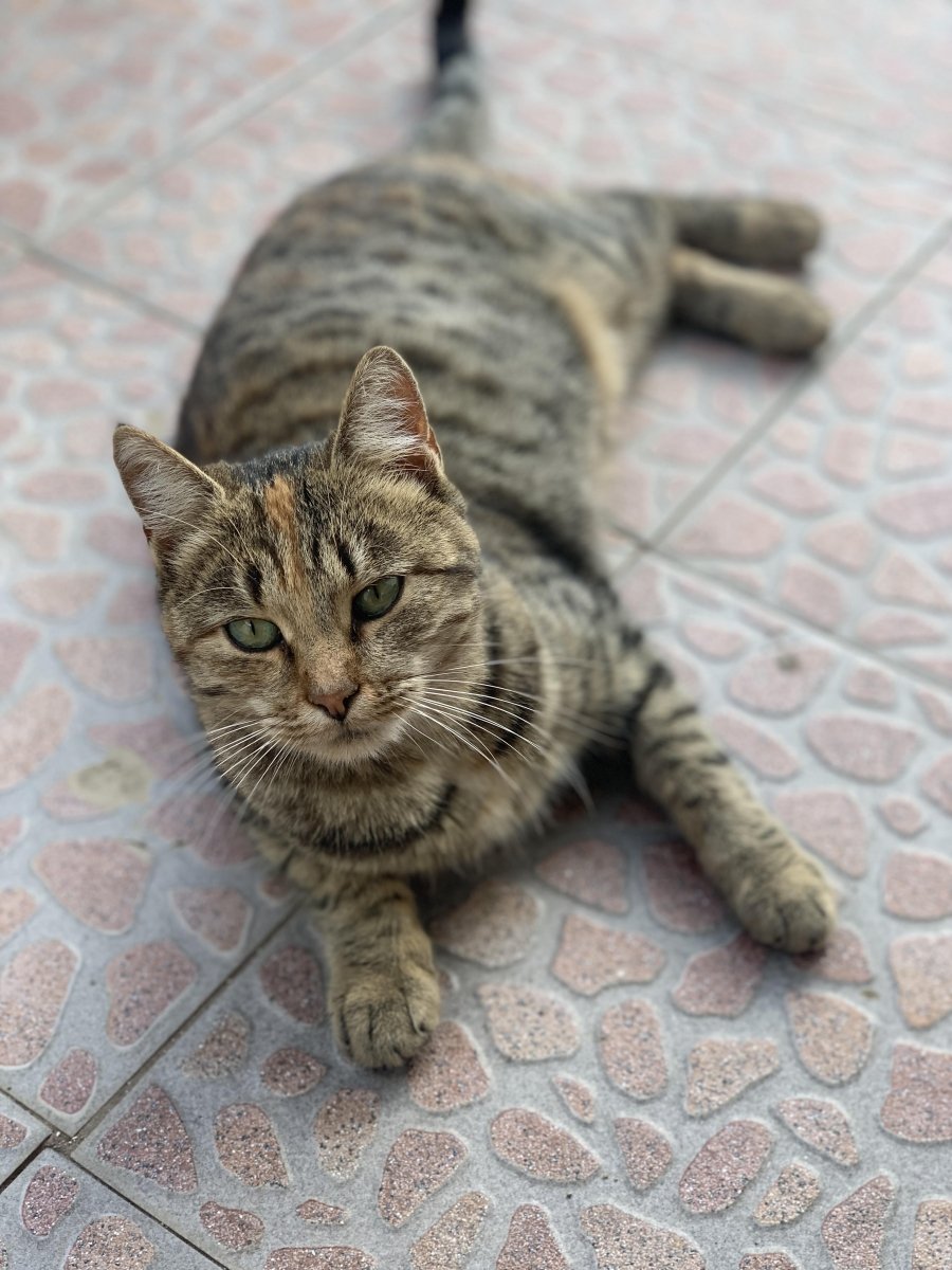 Животът на котките