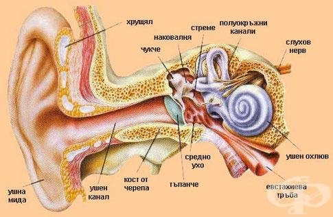 Где можно колоть ухо по схеме