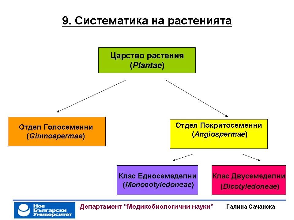 Царство растения