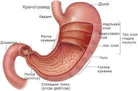 Стомах