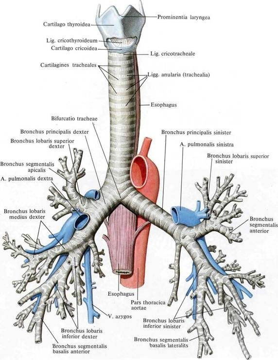 Трахея фото анатомия