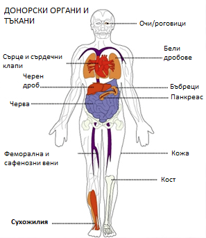 Човешки органи