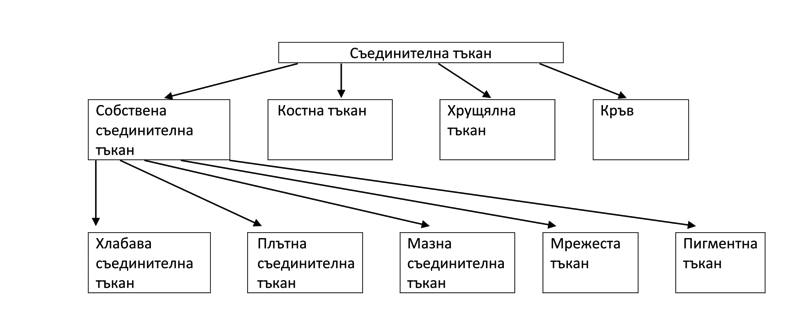 Човешките тъкани