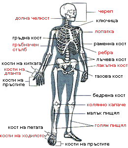 Видове кости