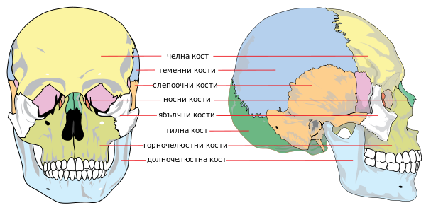 Кости черепа человека картинки