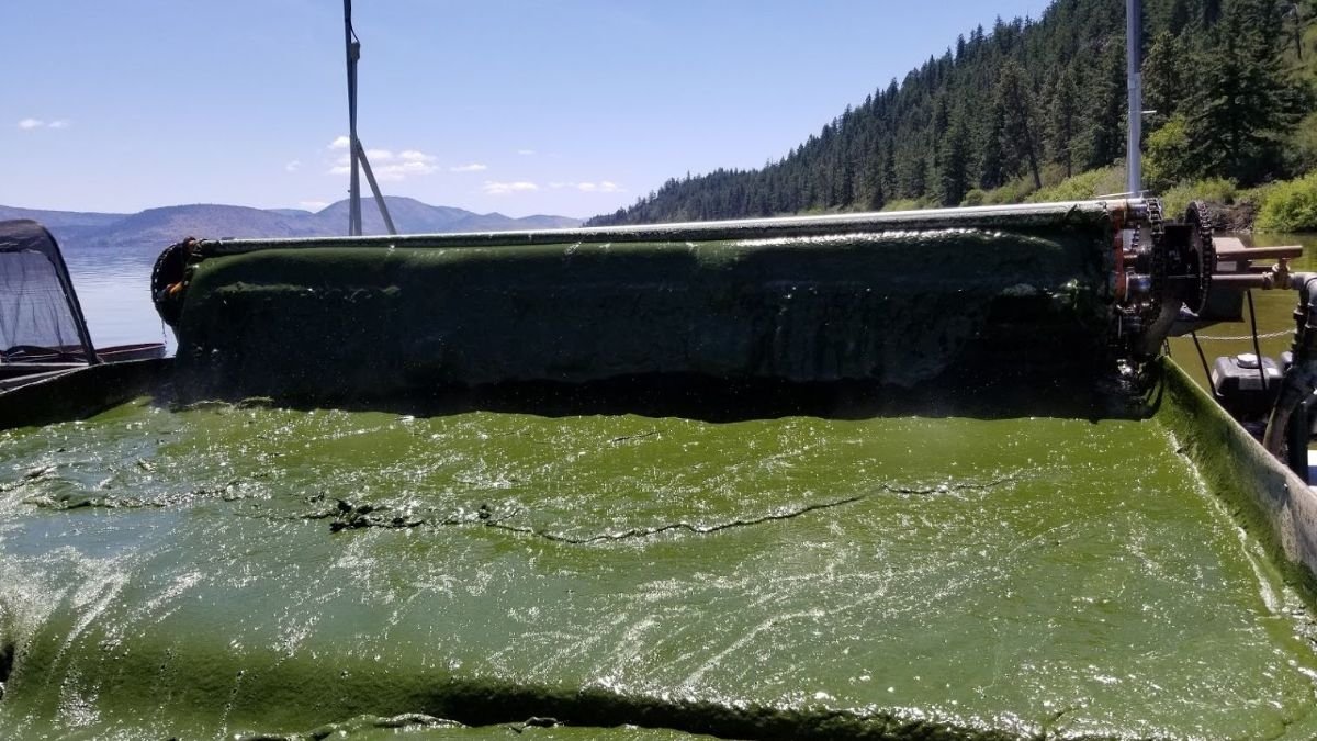 AquaSource Органични Водорасли АФА, Суперхрана* от природата | BioVitalex - Оптимално Здраве