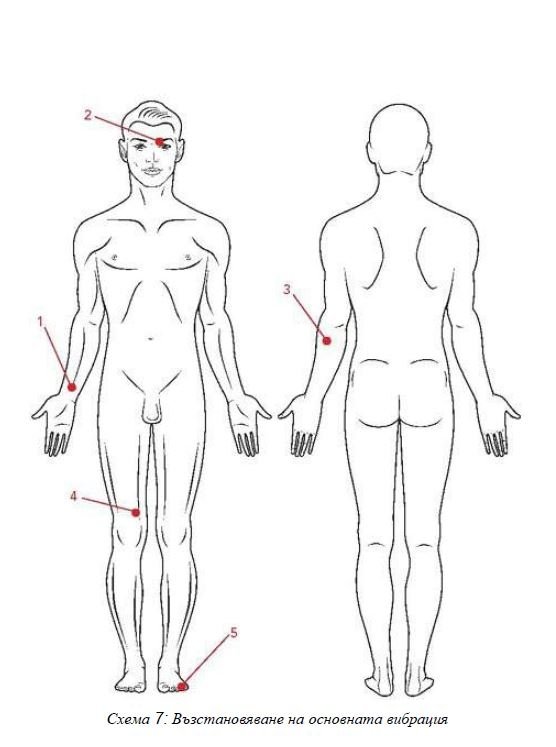 ВЕРИГА №7 ВЪЗСТАНОВЯВАНЕ НА ОСНОВНИТЕ ВИБРАЦИИ | ЕЛЕКТРОПУНКТУРА