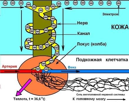 ЧОВЕКЪТ КАТО ЕЛЕКТРИЧЕСКА СИСТЕМА 3 ЧАСТ | ЕЛЕКТРОПУНКТУРА