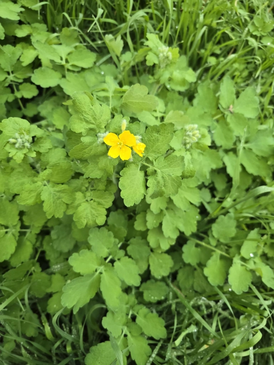 Благовец — когато земята си поема дъх, а тревата проговаря