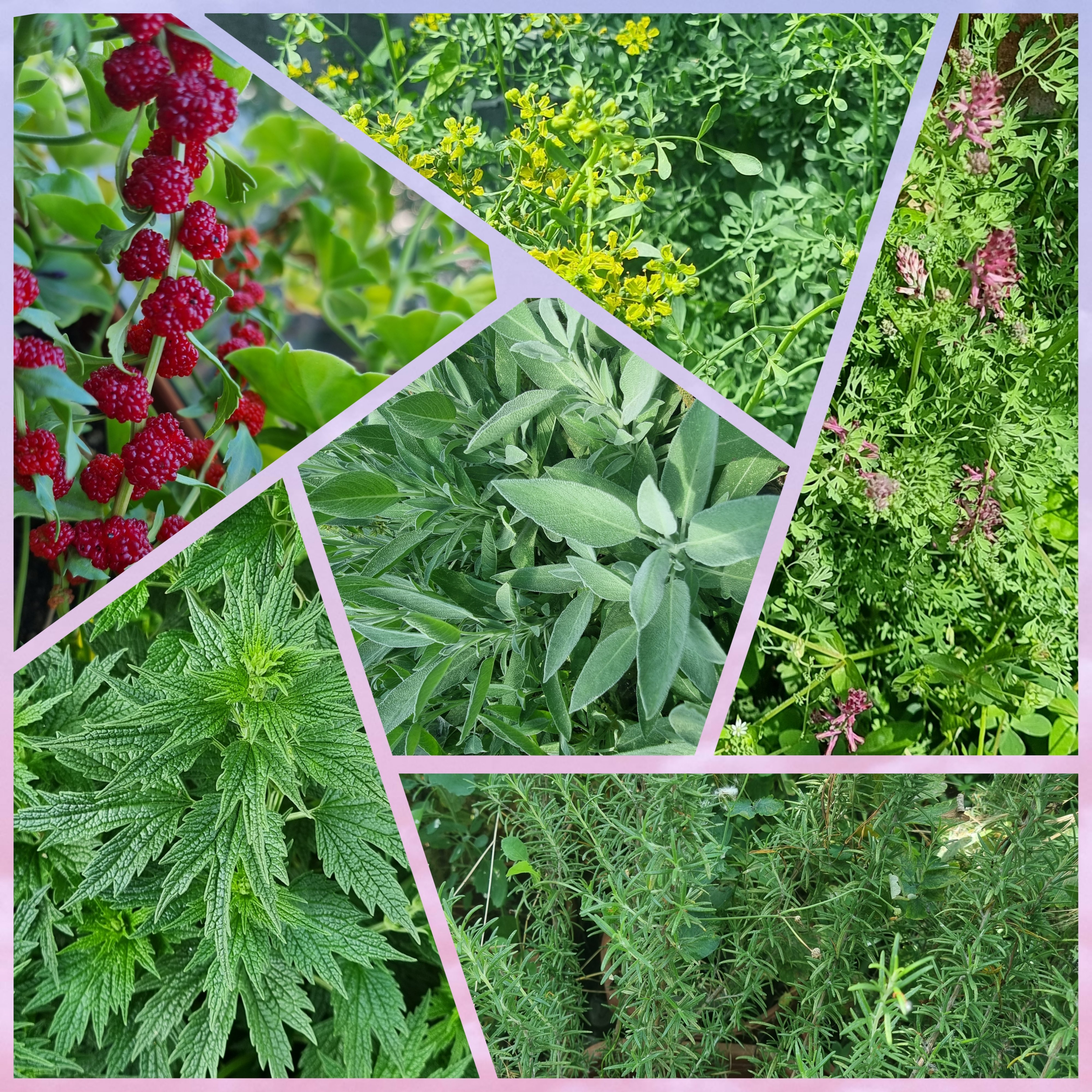 Скритите нишки на билките – когато магията е начин на живот