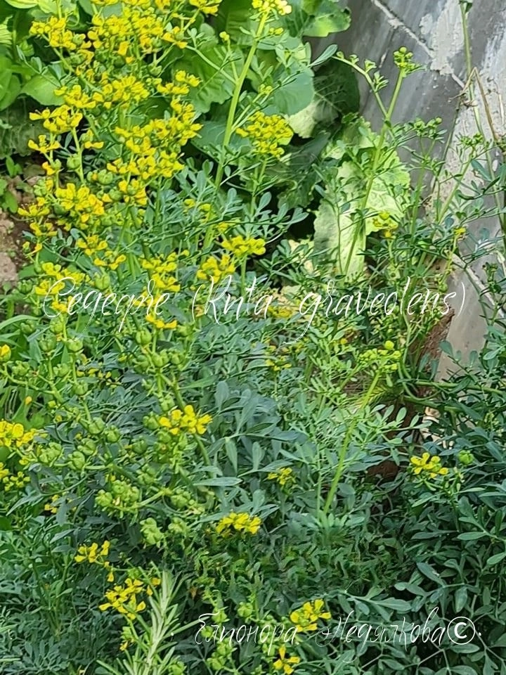 Билките на Преображение - граница между световете