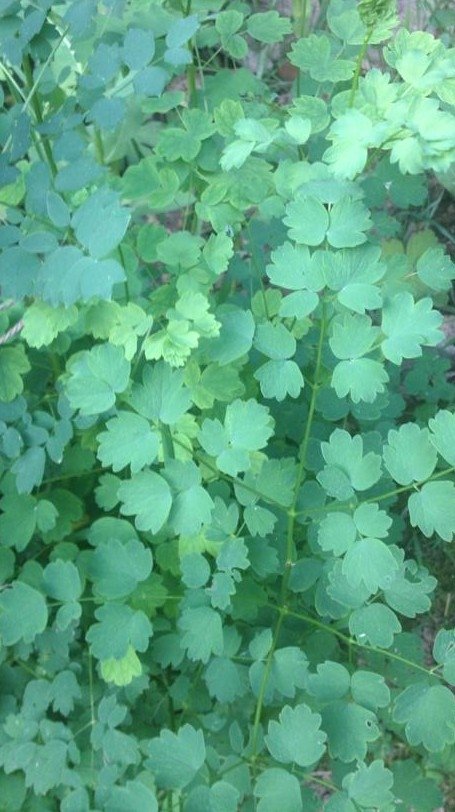 Демирбозан – билката, която „троши желязо“ и пази от черните магии -  магическите свойства и забравените тайни...