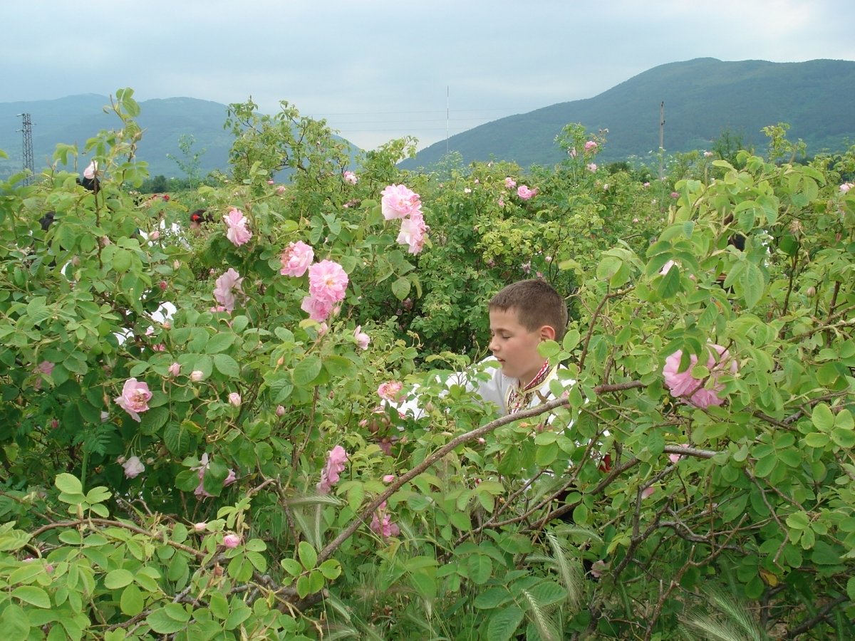 gurkovo.alle.bg