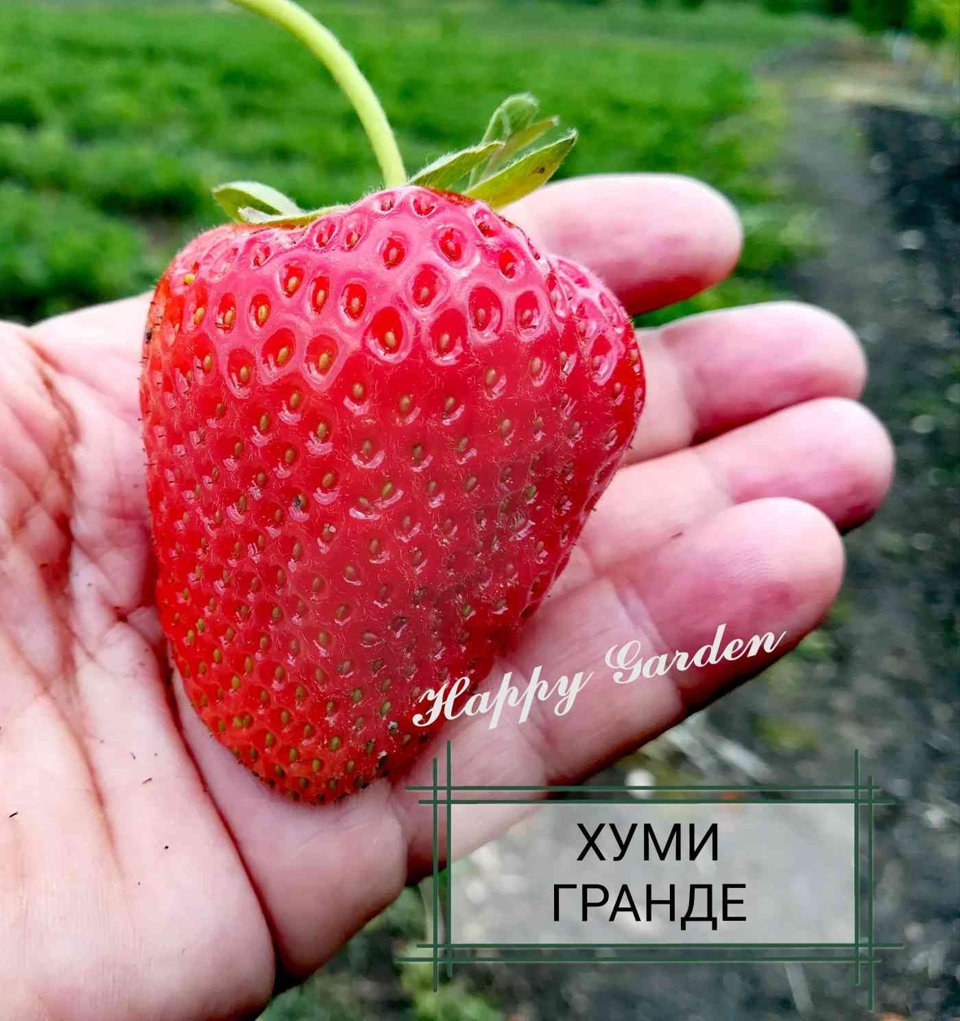 Хуми гранде