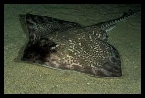 Морска лисица(Raja clavata)