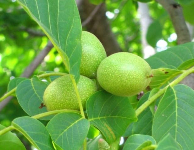 семенни подложки