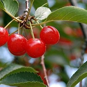 семенни подложки