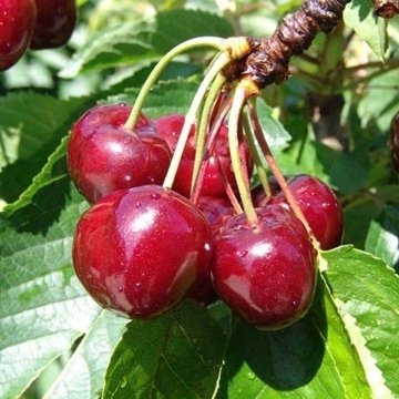 семенни подложки
