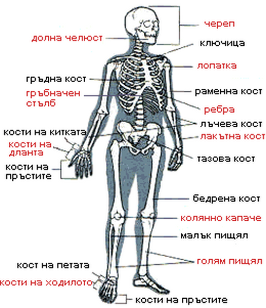 Видове Кости