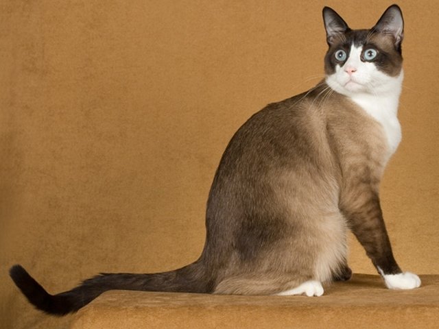 Видове Късокосмести