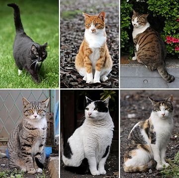 Малки котки