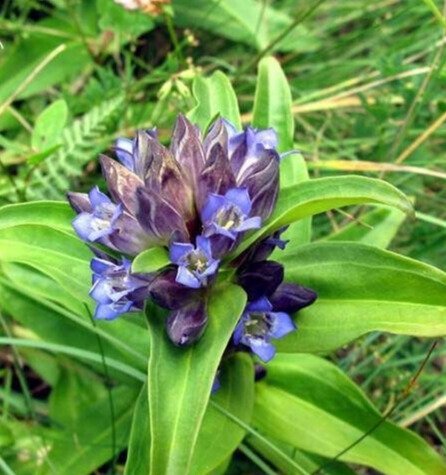 Магическо билково масло с мъжка тинтява (Gentiana cruciata) – 20 мл