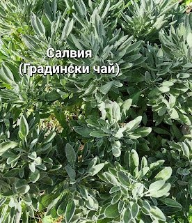 Билков сироп "Мамина грижа" – лечебна алхимия за тялото и душата | Магическо биле