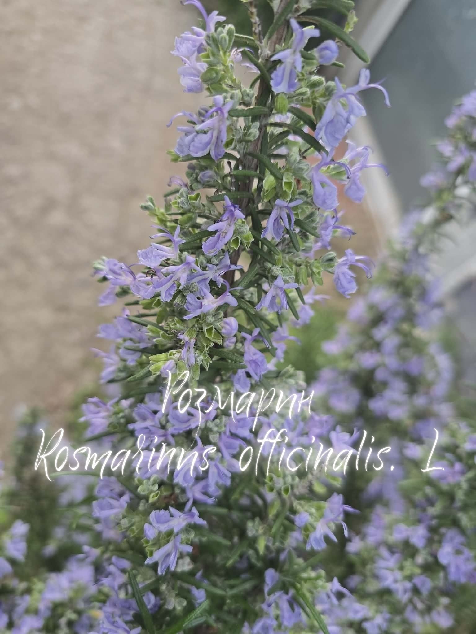 РАЗПЕТИ ПЕТЪК – Тишината, която отключва Вечността