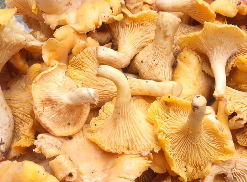 Защо пачият крак (Cantharellus cibarius) никога не червясва? | Магическо биле