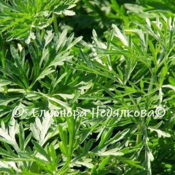 Бял пелин (Artemisia absinthium) – 20 грама