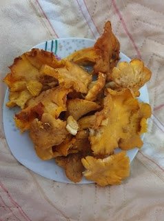 Как да си направите домашна тинктура (алкохолен извлек) от гъбата пачи крак | Магическо биле