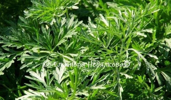 Бял пелин (Artemisia absinthium) – 20 грама
