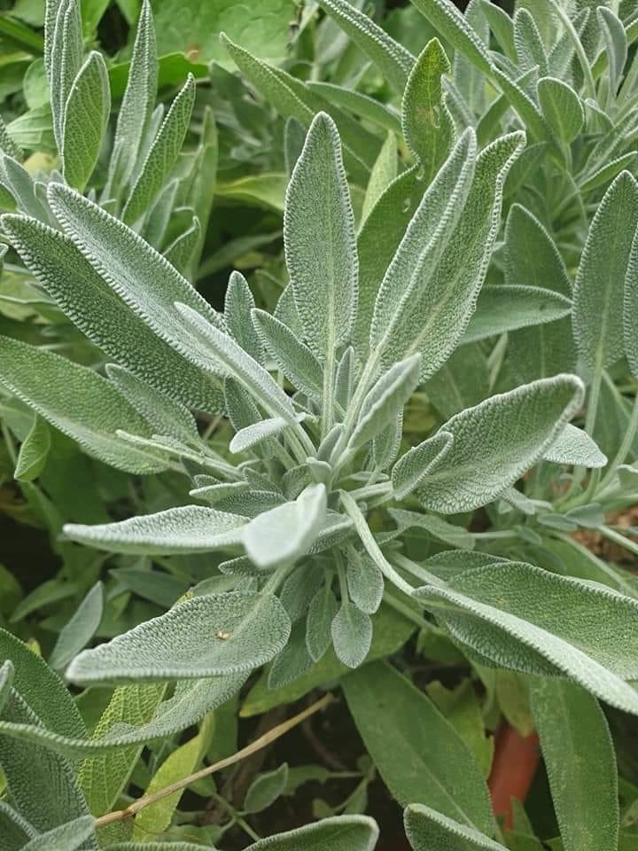 Рецепта за билков сироп от лечебна салвия - градински чай (Salvia officinalis) | Магическо биле