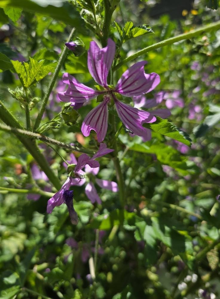 Рецепта за билков сироп от слез цвят - Слез (Malva sylvestris) | Магическо биле