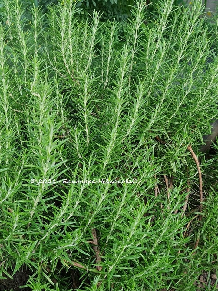 Розмарин (Rosmarinus officinalis) - 20 грама