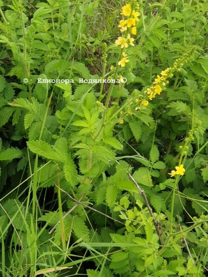 Камшик (Agrimonia Eupatoria L.) – 20 грама