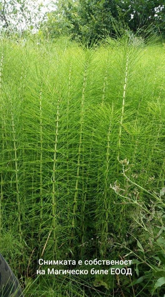 ВЕЛИКА СРЯДА - Мирото на покаянието и свещената защита на тялото