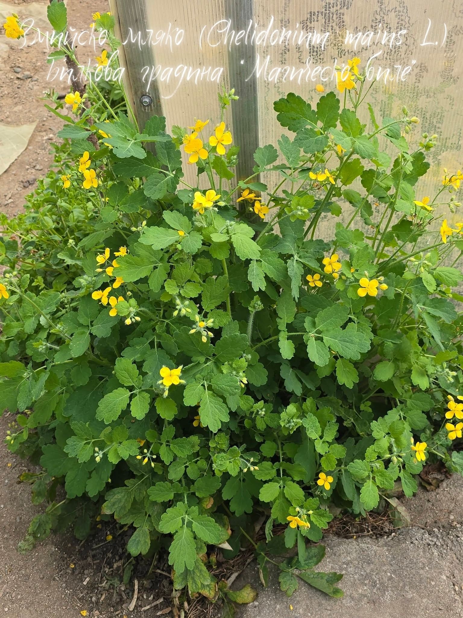 Змийско мляко (Chelidonium majus L.) алкохолен извлек (тинктура) - 50 мл (по заявка на клиента)