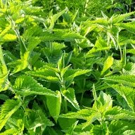 ВЕЛИКИ ЧЕТВЪРТЪК  - денят на първото червено яйце, смирението и вътрешното спокойствие