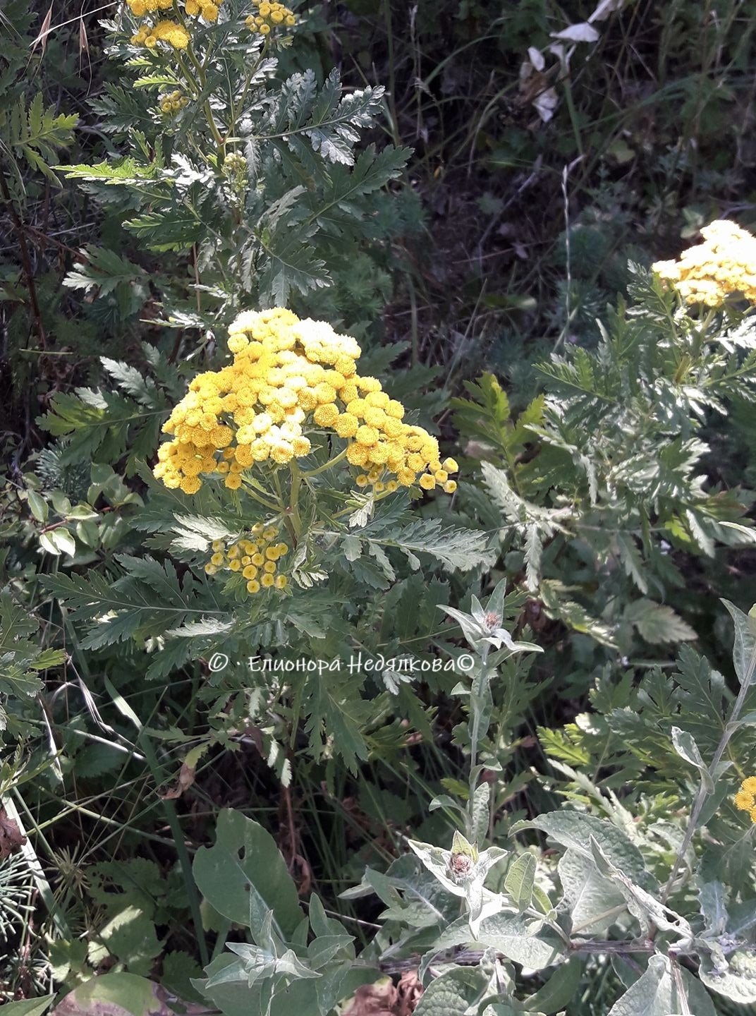 Вратига цвят (Tanacetum vulgare) – 10 грама