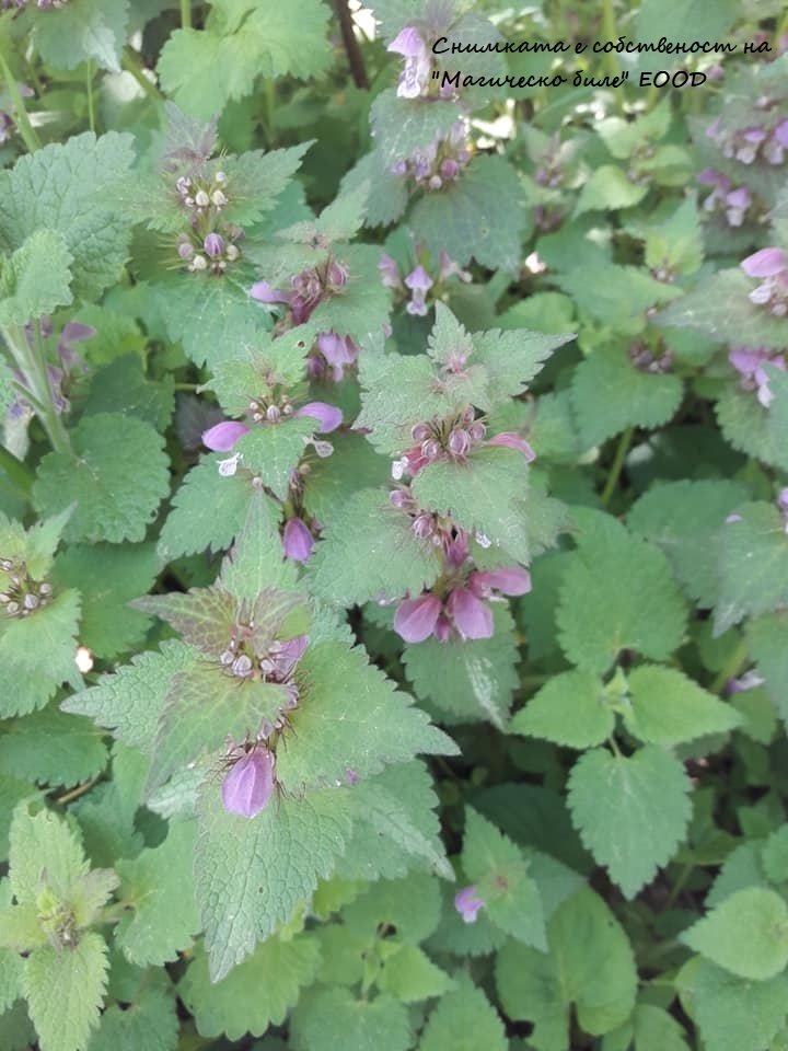 Червена мъртва коприва (Lamium purpureum) – как да я използваме като лек, храна и защита