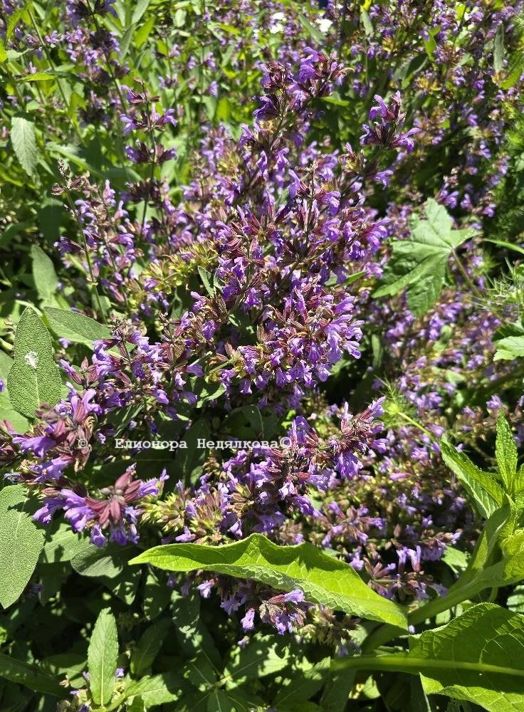 Рецепта за билков сироп от лечебна салвия - градински чай (Salvia officinalis) | Магическо биле