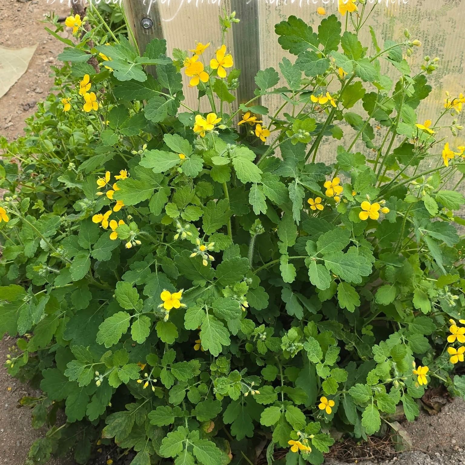 Змийско мляко (Chelidonium majus L.) алкохолен извлек (тинктура) - 50 мл (по заявка на клиента)
