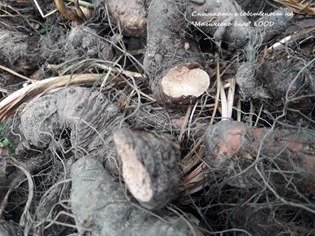Рецепта за билков мехлем (маз) от Змийски корен против хемороиди (маясъл) | Магическо биле