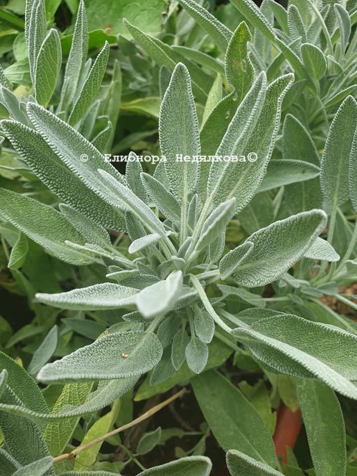Рецепта за билков сироп от лечебна салвия - градински чай (Salvia officinalis) | Магическо биле