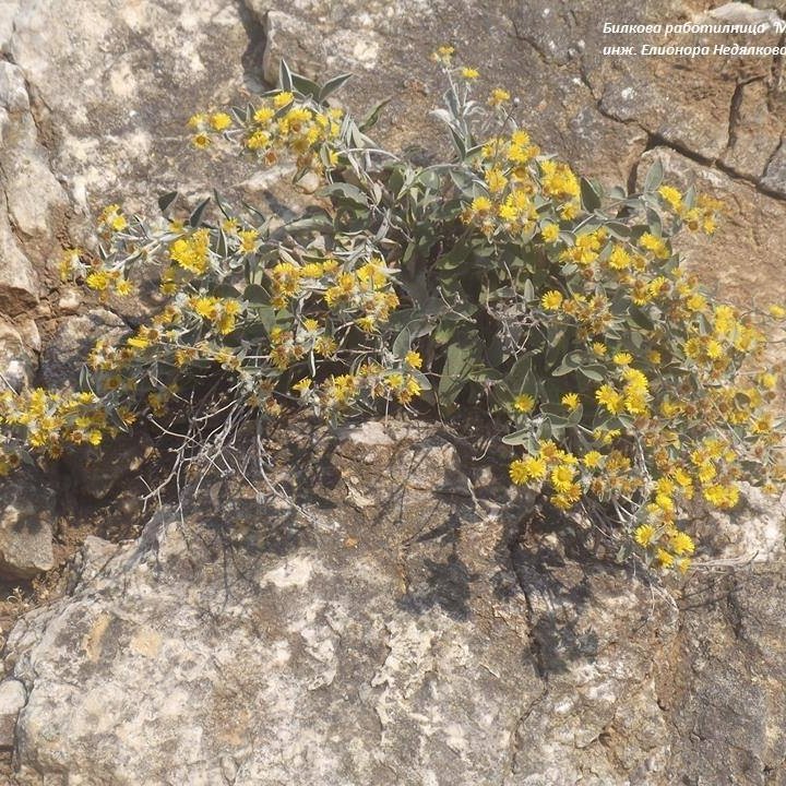 104 ключа корен (Inula aschersoniana) - 10 грама