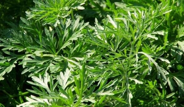 Билкова смес против алкохолизъм и зависимости - силата на природата е във вашите ръце! | Магическо биле