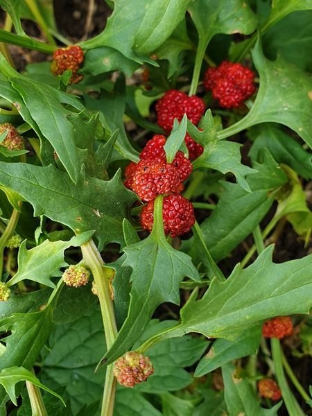Гърличе (Chenopodium foliosum/Chenopodium virgatum) алкохолен извлек (с клетъчен комплекс, който подпомага клетъчната регенерация) - 50 мл | Магическо биле