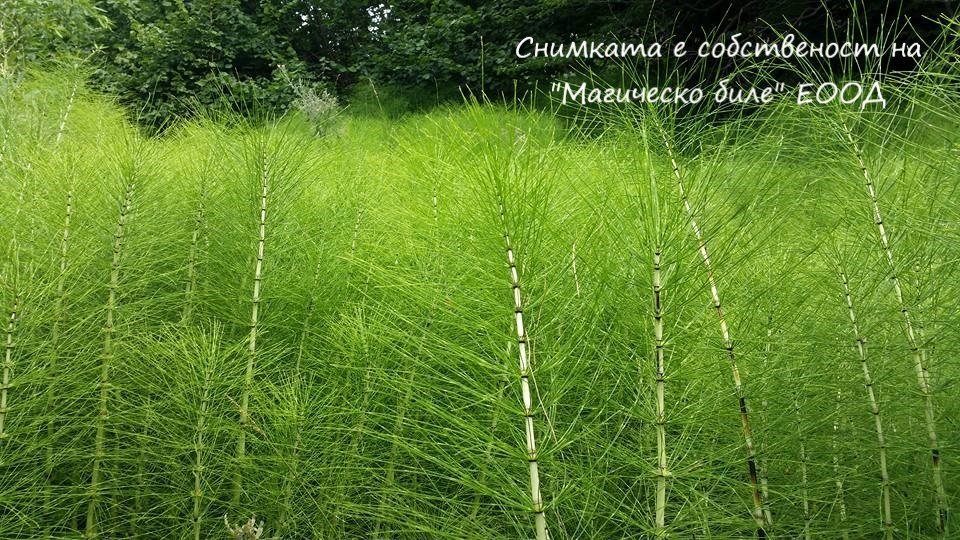 Хвощ планински (Equisetum telmateia) - стрък – 30 грама (по заявка на клиента) | Магическо биле